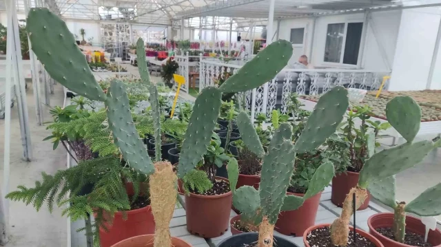 her sey bir kaktus ile basladi almanyadan rizeye dondu ayda 10 bin cicek satiyor iWVLprMf