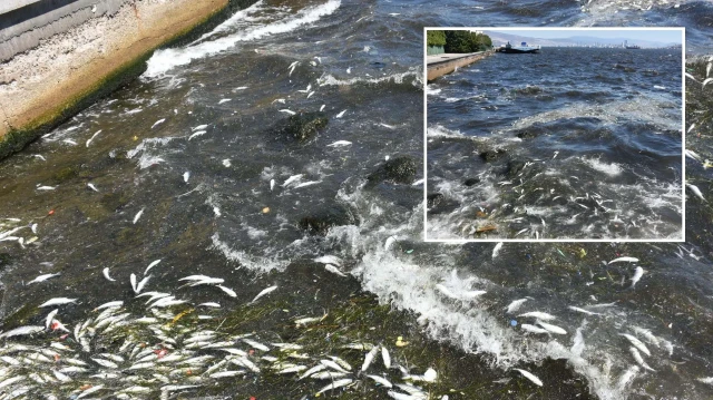 izmir korfezinde endiselendiren goruntu balik olumleri yeniden basladi PGH19w2j