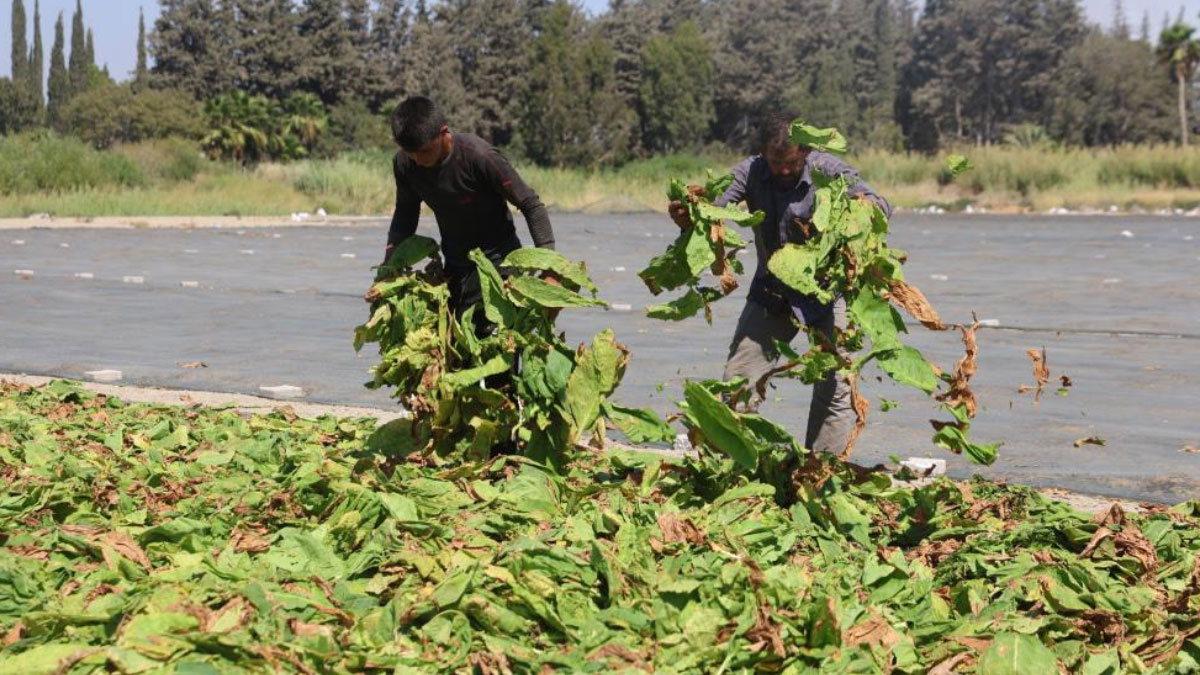 kurutulmaya birakilan tutunler tarim arazilerini renklendirdi 2Qt993zG