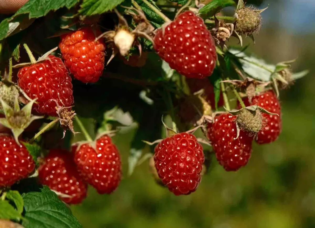 orhanelide ahududu uretimi artiyor muQrfgpz