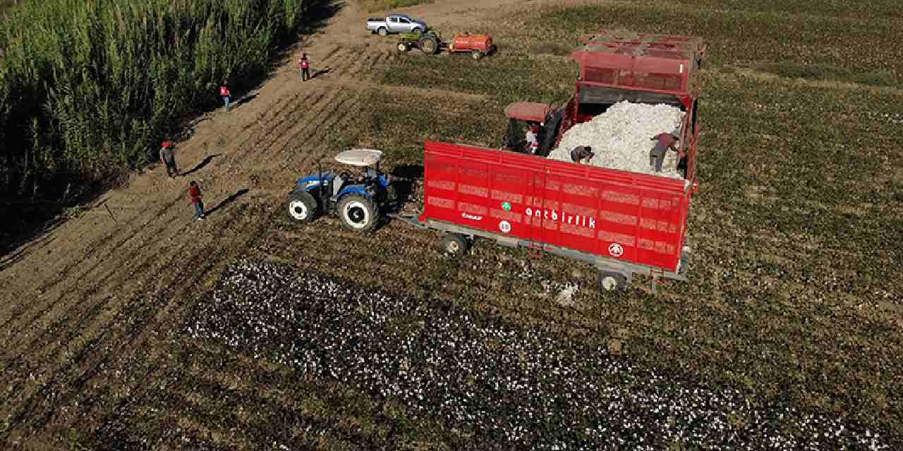 40 bin dekar alanda uretiliyor beyaz altin olarak biliniyor DXrgL7zY.jpg