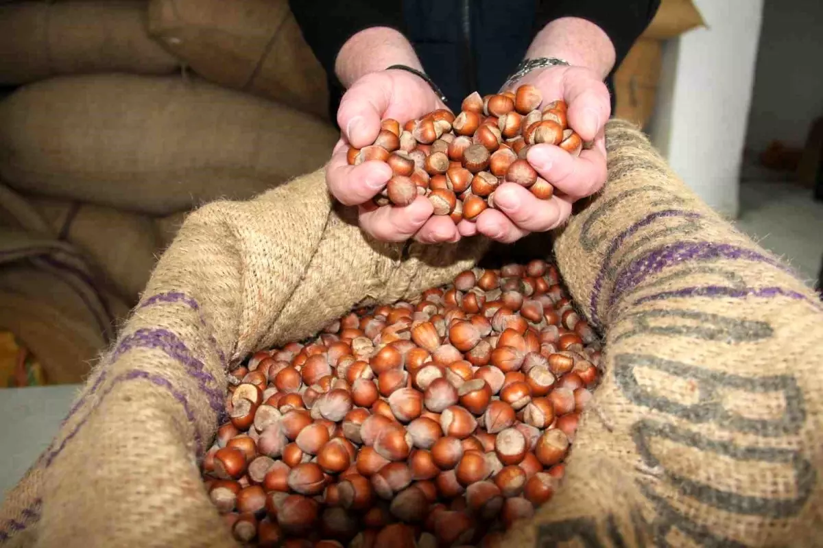 giresunda findik fiyatlari haftayi 315 liradan kapadi z3CYirYC