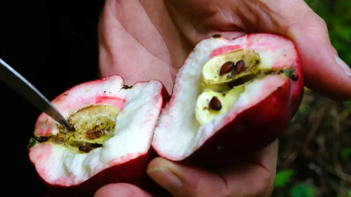 posofun kirmizi elmasinda hasat zamani 1jvOxrW5