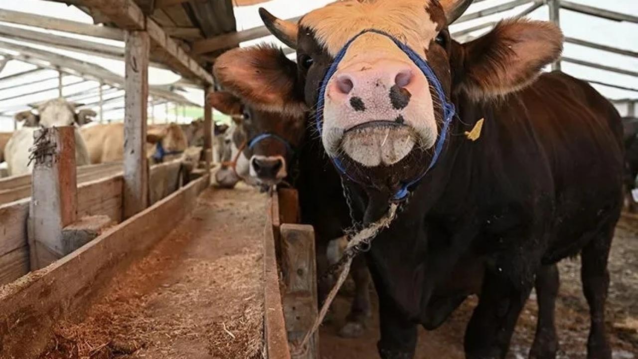 Herkesin gönlü rahat olacak! Kesimhanelerde kamera artık zorunlu Herkesin gonlu rahat olacak kesimhanelerde kamera artik zorunlu mkEYz9Vk