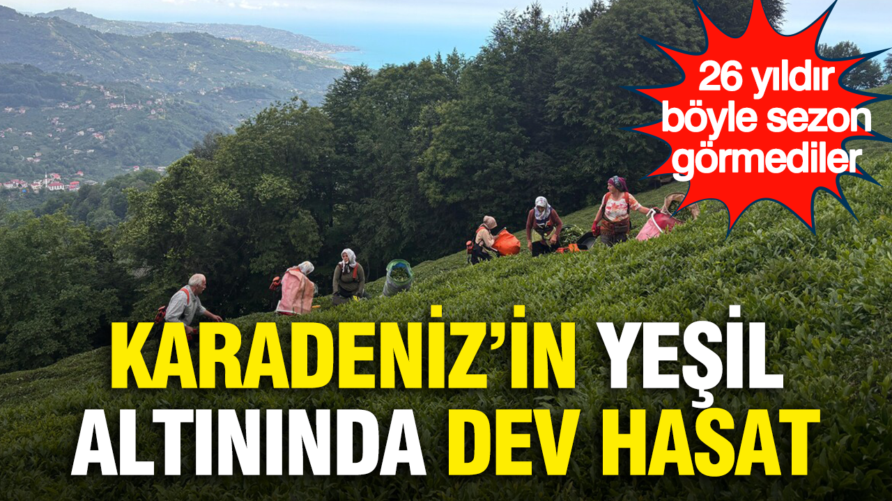 Karadeniz’in yeşil altınında dev hasat: 26 yıldır böyle sezon görmediler Img